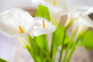 カルーセル画像