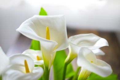 カルーセル画像